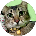 Ladycat95 Ladycat95